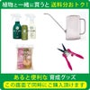 観葉植物 通販 アレカヤシ 6号鉢 ラスター白鉢カバー付 観葉植物 本物