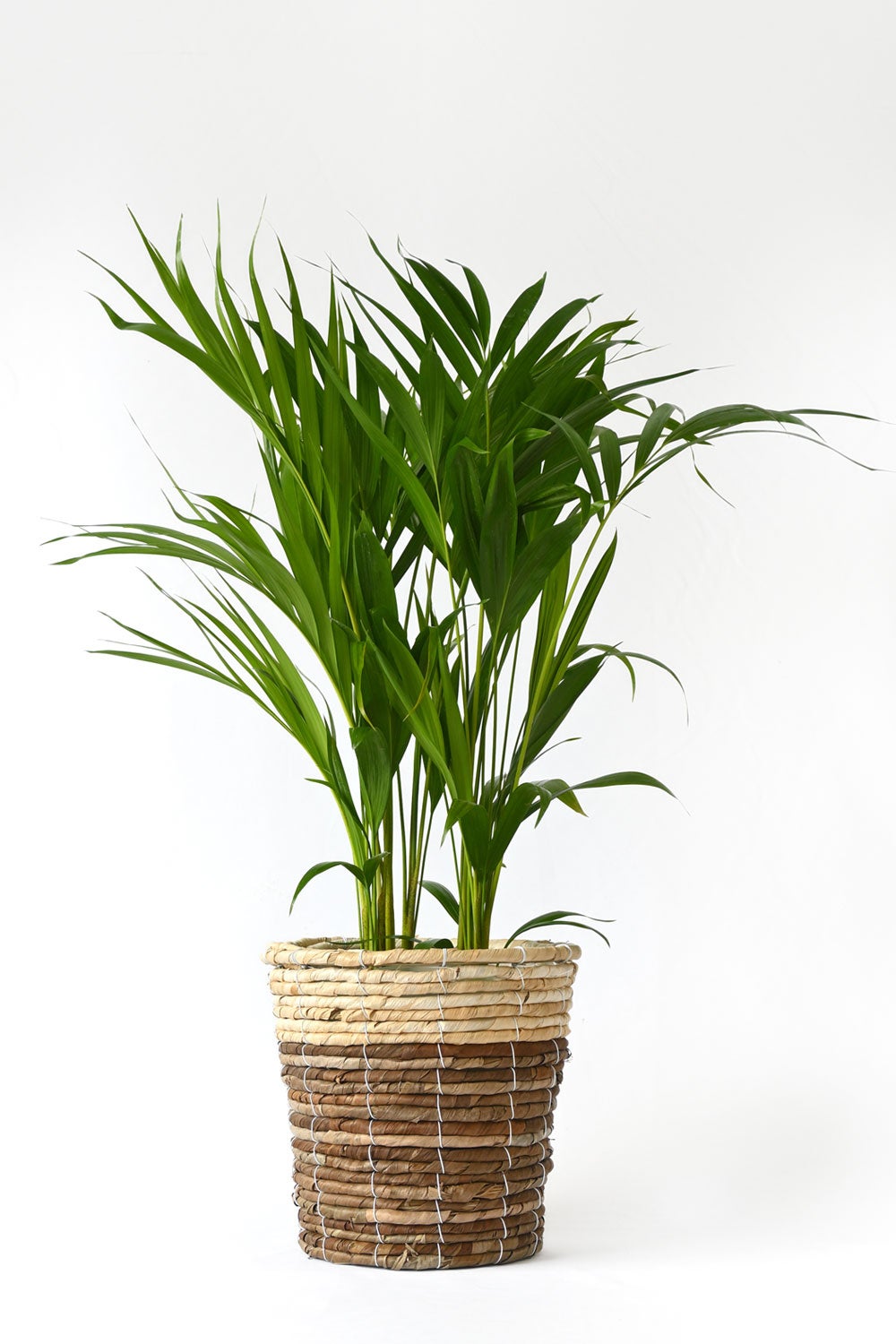 観葉植物 通販 アレカヤシ 6号鉢 ツートーン鉢カバー付 観葉植物 本物