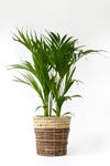 観葉植物 通販 アレカヤシ 6号鉢 ツートーン鉢カバー付 観葉植物 本物