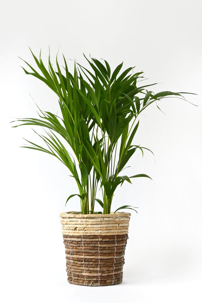観葉植物 通販 アレカヤシ 6号鉢 ツートーン鉢カバー付 観葉植物 本物