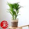 観葉植物 通販 アレカヤシ 6号鉢 ツートーン鉢カバー付 観葉植物 本物