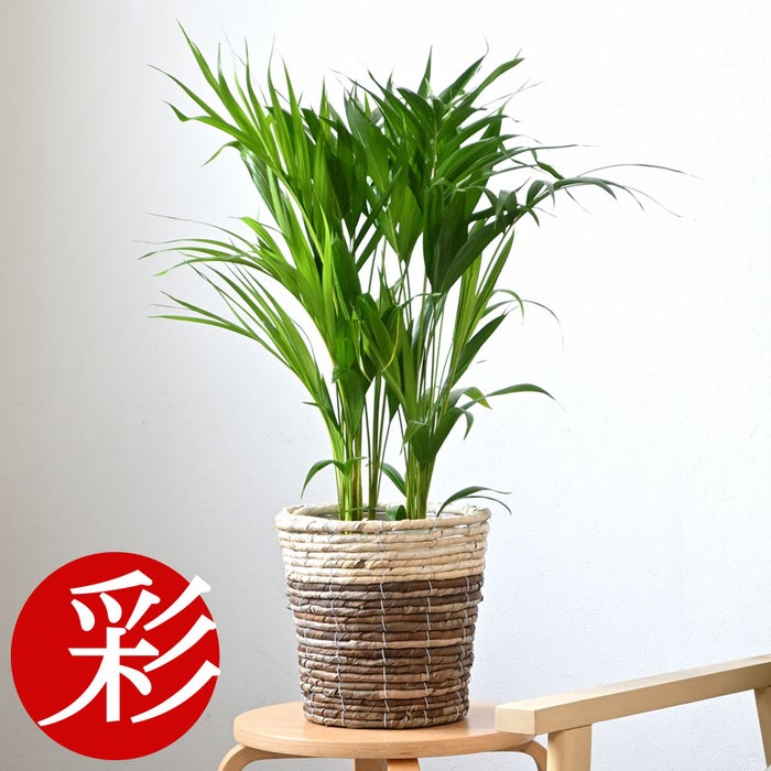 観葉植物 通販 アレカヤシ 6号鉢 ツートーン鉢カバー付 観葉植物 本物