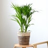 観葉植物 通販 アレカヤシ 6号鉢 ツートーン鉢カバー付 観葉植物 本物