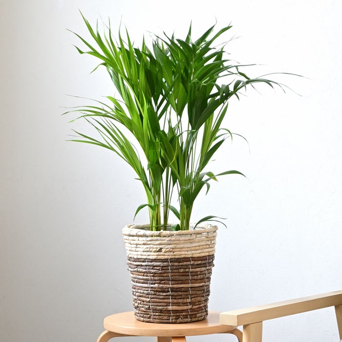観葉植物 通販 アレカヤシ 6号鉢 ツートーン鉢カバー付 観葉植物 本物