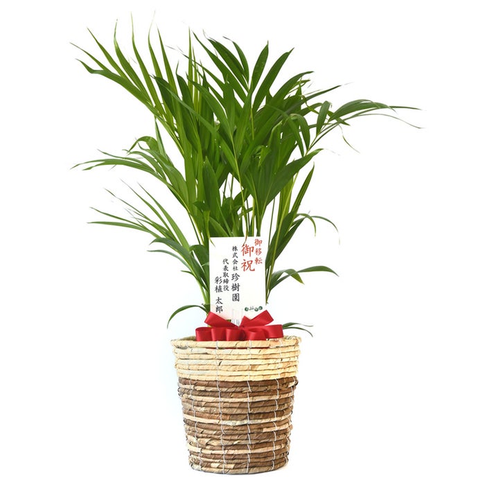観葉植物 通販 アレカヤシ 6号鉢 ツートーン鉢カバー付 観葉植物 本物