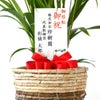 観葉植物 通販 アレカヤシ 6号鉢 ツートーン鉢カバー付 観葉植物 本物