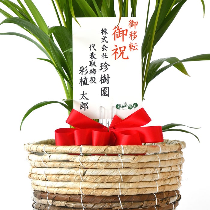 観葉植物 通販 アレカヤシ 6号鉢 ツートーン鉢カバー付 観葉植物 本物