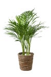 観葉植物 通販 アレカヤシ 6号鉢 ブラウン鉢カバー付 観葉植物 本物
