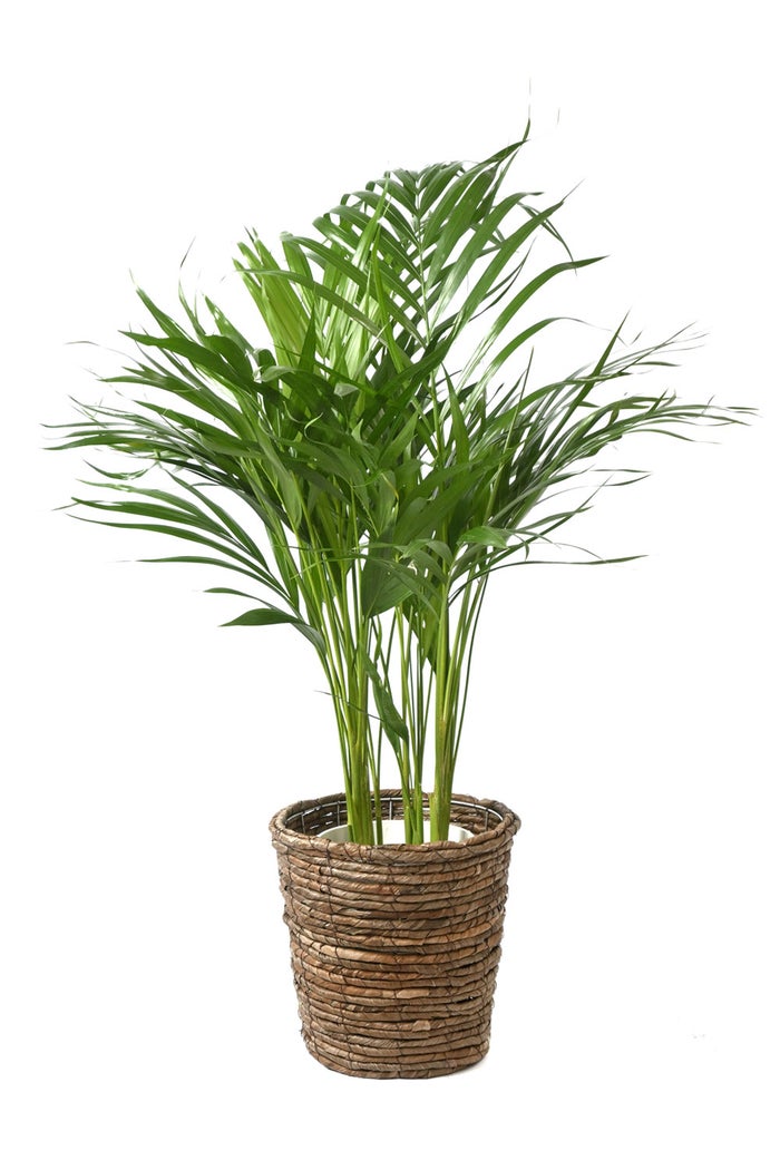 観葉植物 通販 アレカヤシ 6号鉢 ブラウン鉢カバー付 観葉植物 本物