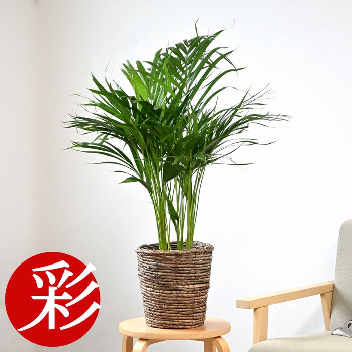 観葉植物 通販 アレカヤシ 6号鉢 ブラウン鉢カバー付 観葉植物 本物