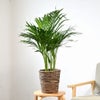 観葉植物 通販 アレカヤシ 6号鉢 ブラウン鉢カバー付 観葉植物 本物