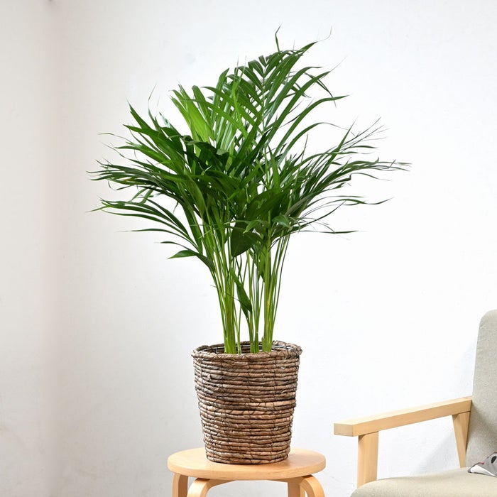 観葉植物 通販 アレカヤシ 6号鉢 ブラウン鉢カバー付 観葉植物 本物