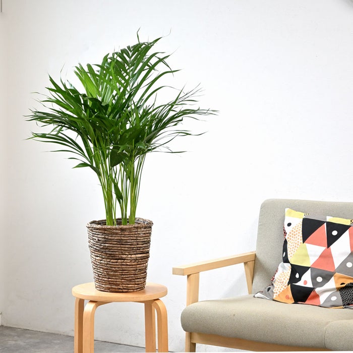観葉植物 通販 アレカヤシ 6号鉢 ブラウン鉢カバー付 観葉植物 本物