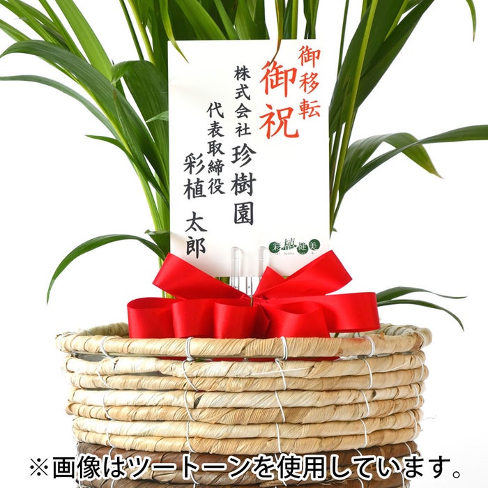 観葉植物 通販 アレカヤシ 6号鉢 ブラウン鉢カバー付 観葉植物 本物