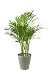 観葉植物 通販 アレカヤシ 6号鉢 ライトチャコール鉢カバー付 観葉植物 本物
