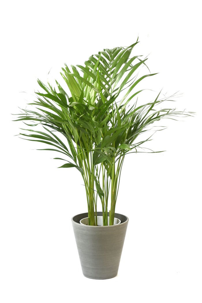 観葉植物 通販 アレカヤシ 6号鉢 ライトチャコール鉢カバー付 観葉植物 本物
