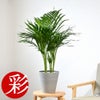 観葉植物 通販 アレカヤシ 6号鉢 ライトチャコール鉢カバー付 観葉植物 本物