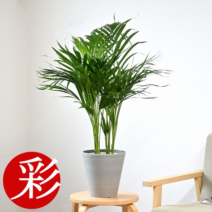 観葉植物 通販 アレカヤシ 6号鉢 ライトチャコール鉢カバー付 観葉植物 本物