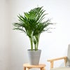 観葉植物 通販 アレカヤシ 6号鉢 ライトチャコール鉢カバー付 観葉植物 本物