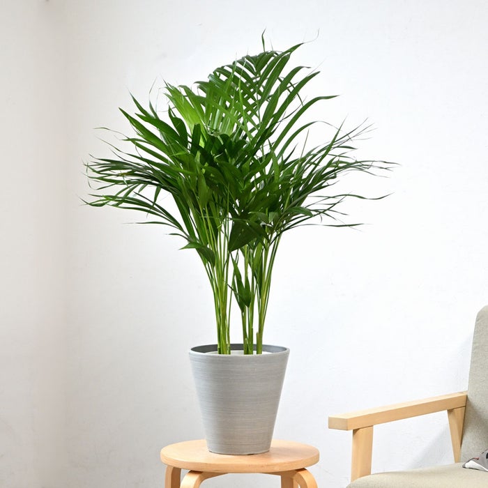 観葉植物 通販 アレカヤシ 6号鉢 ライトチャコール鉢カバー付 観葉植物 本物