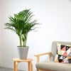 観葉植物 通販 アレカヤシ 6号鉢 ライトチャコール鉢カバー付 観葉植物 本物