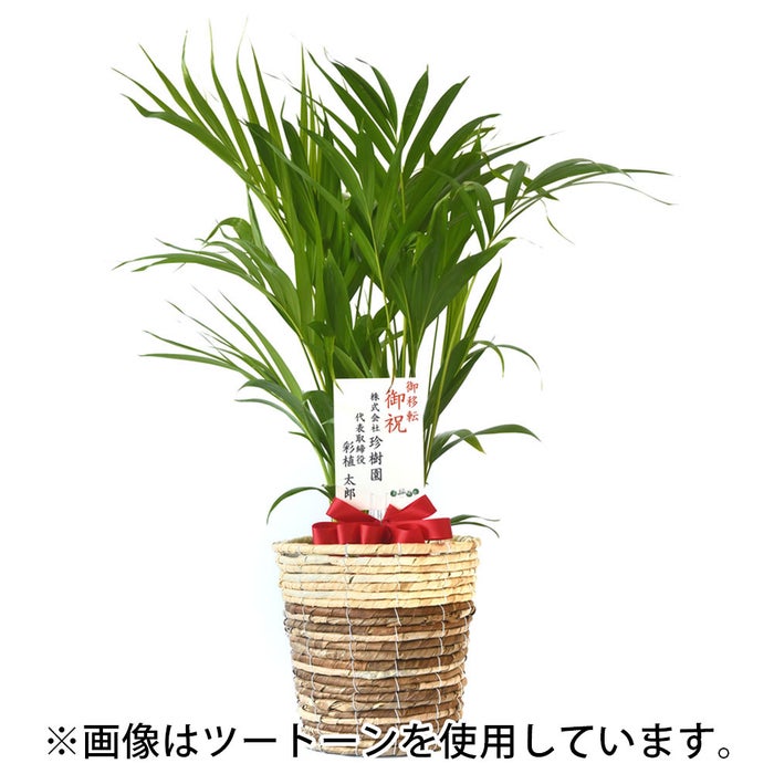 観葉植物 通販 アレカヤシ 6号鉢 ライトチャコール鉢カバー付 観葉植物 本物