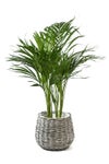 観葉植物 通販 アレカヤシ 6号鉢 ボールバスケット鉢カバー付 観葉植物 本物