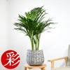 観葉植物 通販 アレカヤシ 6号鉢 ボールバスケット鉢カバー付 観葉植物 本物