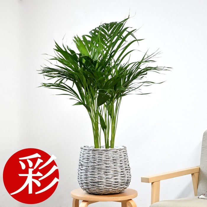 観葉植物 通販 アレカヤシ 6号鉢 ボールバスケット鉢カバー付 観葉植物 本物