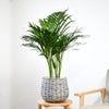 観葉植物 通販 アレカヤシ 6号鉢 ボールバスケット鉢カバー付 観葉植物 本物