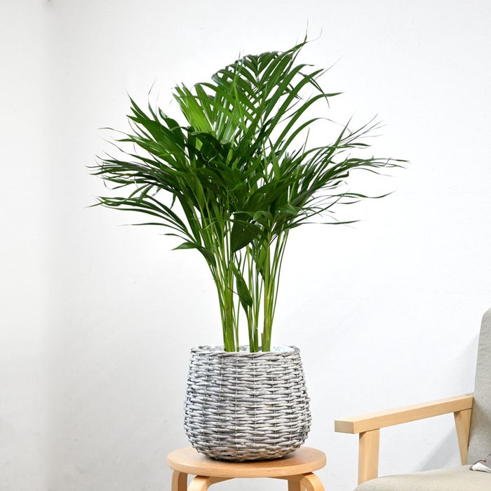 観葉植物 通販 アレカヤシ 6号鉢 ボールバスケット鉢カバー付 観葉植物 本物