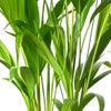 観葉植物 通販 アレカヤシ 6号鉢 ボールバスケット鉢カバー付 観葉植物 本物