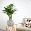 観葉植物 通販 アレカヤシ 6号鉢 ボールバスケット鉢カバー付 観葉植物 本物