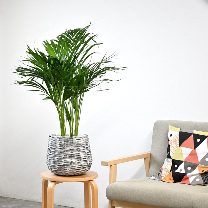 観葉植物 通販 アレカヤシ 6号鉢 ボールバスケット鉢カバー付 観葉植物 本物