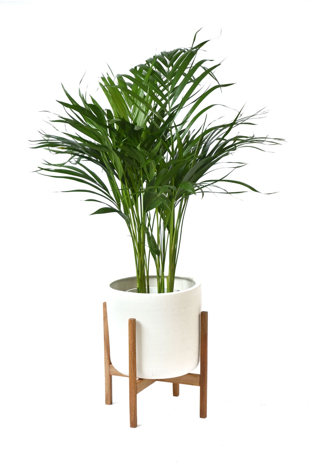 観葉植物 通販 アレカヤシ 6号鉢 ルーケト鉢カバー付 観葉植物 本物