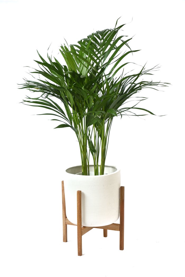 観葉植物 通販 アレカヤシ 6号鉢 ルーケト鉢カバー付 観葉植物 本物