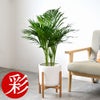 観葉植物 通販 アレカヤシ 6号鉢 ルーケト鉢カバー付 観葉植物 本物