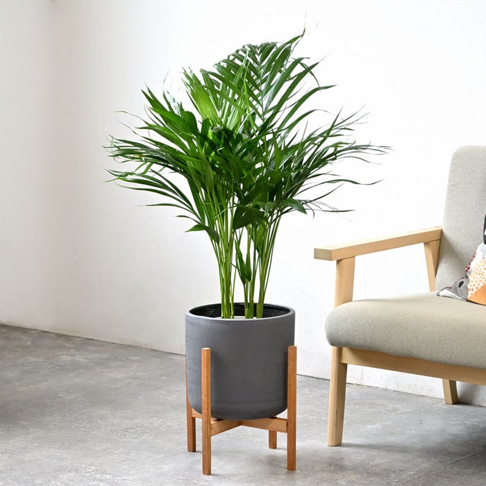 観葉植物 通販 アレカヤシ 6号鉢 ルーケト鉢カバー付 観葉植物 本物