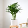 観葉植物 通販 アレカヤシ 6号鉢 ルーケト鉢カバー付 観葉植物 本物