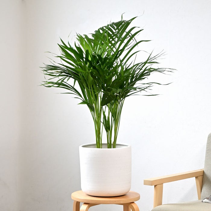 観葉植物 通販 アレカヤシ 6号鉢 ルーケト鉢カバー付 観葉植物 本物