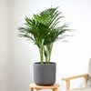 観葉植物 通販 アレカヤシ 6号鉢 ルーケト鉢カバー付 観葉植物 本物