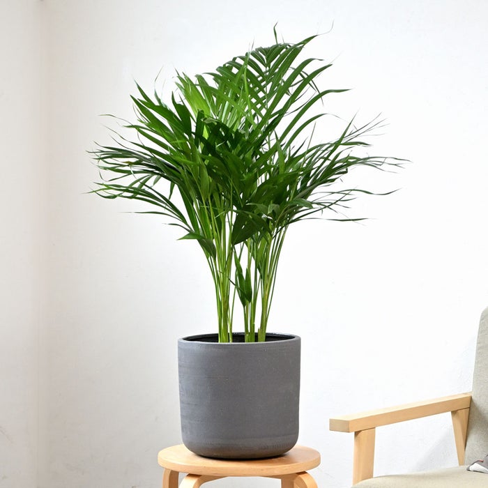 観葉植物 通販 アレカヤシ 6号鉢 ルーケト鉢カバー付 観葉植物 本物