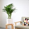 観葉植物 通販 アレカヤシ 6号鉢 ルーケト鉢カバー付 観葉植物 本物