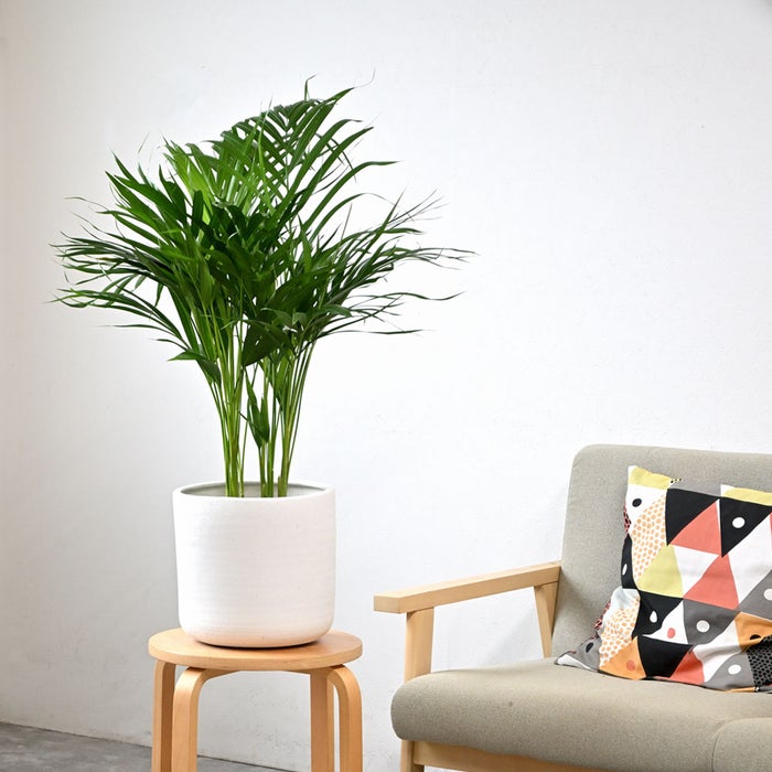 観葉植物 通販 アレカヤシ 6号鉢 ルーケト鉢カバー付 観葉植物 本物