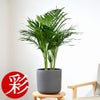 観葉植物 通販 アレカヤシ 6号鉢 ルーケト鉢カバー付 観葉植物 本物