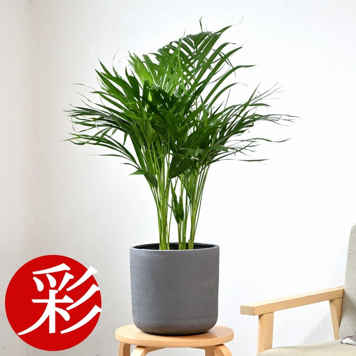 観葉植物 通販 アレカヤシ 6号鉢 ルーケト鉢カバー付 観葉植物 本物