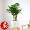 観葉植物 通販 アレカヤシ 6号鉢 ルーケト鉢カバー付 観葉植物 本物