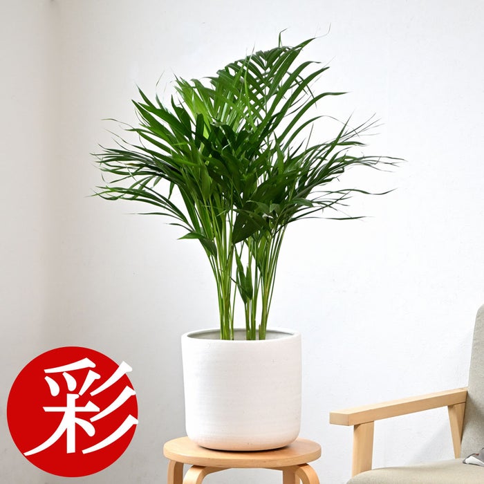 観葉植物 通販 アレカヤシ 6号鉢 ルーケト鉢カバー付 観葉植物 本物