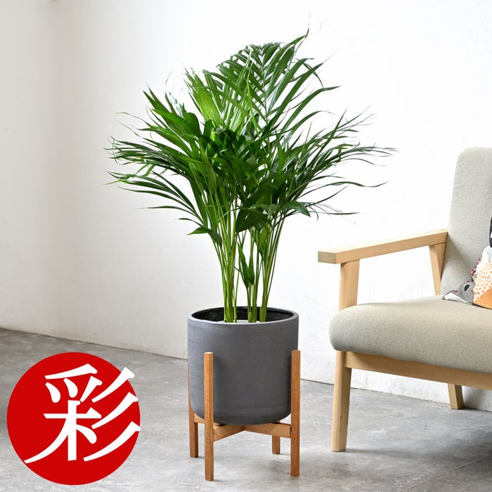 観葉植物 通販 アレカヤシ 6号鉢 ルーケト鉢カバー付 観葉植物 本物