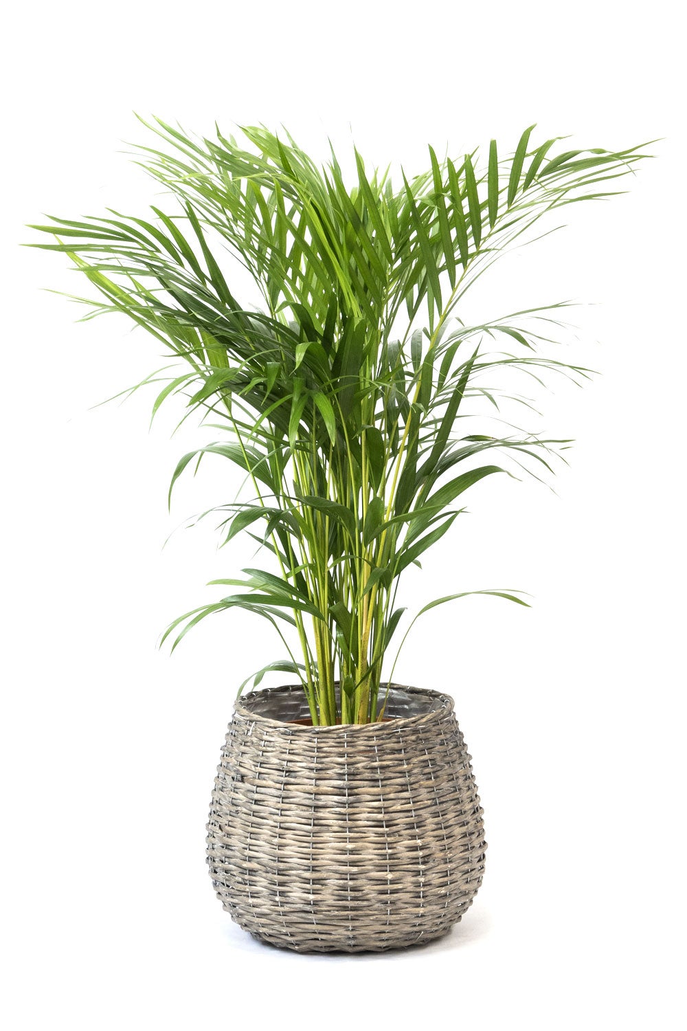 観葉植物 通販 アレカヤシ 8号鉢 ボールバスケット鉢カバー付 観葉植物 本物